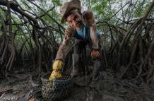 Manglar