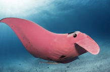 Inspector Clouseau, la mantarraya rosa en su hábitat