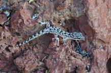salamanquesaa