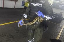 Serpiente San Marino