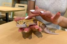 gecko leopardo