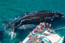 avistamiento de ballenas