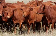 UTEG vacas