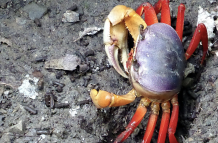 Veda de cangrejos en Ecuador