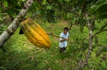 cacao Sitioweb Magap