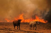 Vacas huyendo
