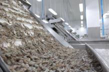 Camarones