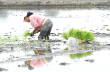 Agricultura