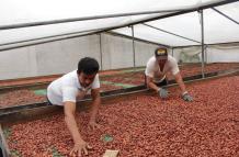 Dos personas trabajando en una planta de cacao