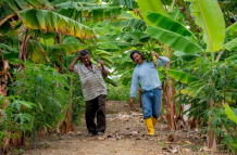 Agricultura