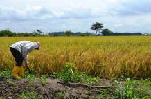 Agricultura