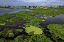 Mundo, Cambio climático, Colombia, Planta invasora amenaza