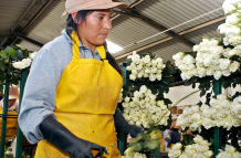 Sector floricultor en Ecuador