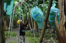 AGRICULTOR MIENTRAS TRANSPORTA LOS RACIMOS DE BANANO DESDE LA PLANTACIÓN AGRÍCOLA |
