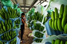 RACIMOS DE BANANO EN HACIENDA AGRÍCOLA DEL LITORAL ECUATORIANO