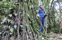 bosques
