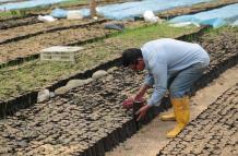 Productor revisa plantaciones de cacao.
