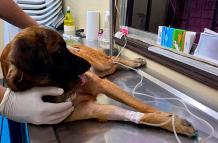 esterilización perro mascotas