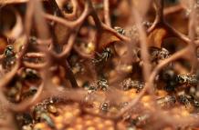 Abejas sin aguijón