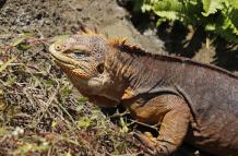 iguana