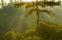salida-del-sol-sobre-la-selva-de-bali