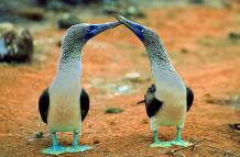 Piqueros patas azules