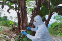 EN ECUADOR SE REALIZA EL CONTROL PARA EVITAR EL INGRESO DEL FUSARIUM DESDE PERÚ