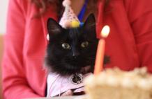 Paseo exprés-recorrido en cafeterías pet friendly