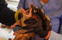 zarigüeya rescatada en Guayaquil