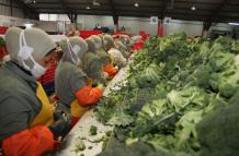 El brócoli, entre la lista de productos que deben esperar a una negociación con EE.UU.