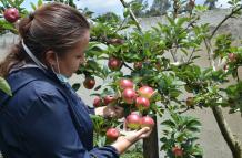 Exportación. El sector orgánico ecuatoriano generó divisas por $ 621 millones durante 2024