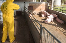 Ecuador intensifica los protocolos de bioseguridad para proteger la producción porcina nacional.