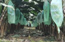 RACIMOS DE BANANO EN SEMBRÍO O PLANTACIÓN AGRÍCOLA |