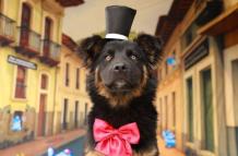 campaña de adopcion