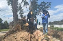 Tala de árboles en Puembo