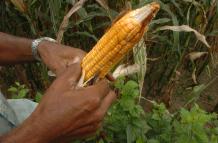Maíz