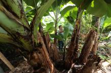 Siembra banano en Ecuador