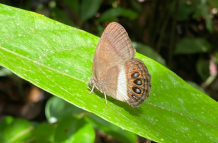 mariposa nueva especie