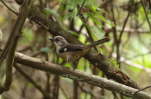 Fundación Jocotoco en Yunguilla: Santuario de Aves Únicas