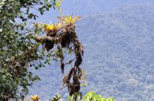 RECORRIDO POR EL CHOCO ANDINO