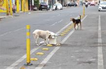perros en las calles de Guayaquil