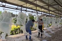 INIAP EVALUÓ FORMOSANA 218