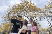 Florecimiento de Guayacanes en Colimes