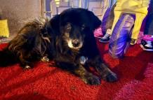 AGRESION-PERRO-HUARCAY-1-800x445