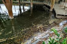 Peces muertos en el Malecón 2000
