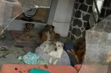 ataque a refugio de perros