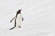Usuarios en redes interpretan distintas lecturas del comportamiento del pingüino en el clip viral.