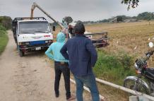 Arroz ecuatoriano en cosecha