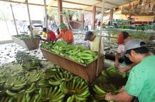 Plantación bananera en Ecuador