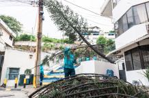 pino caído en Lomas de Urdesa